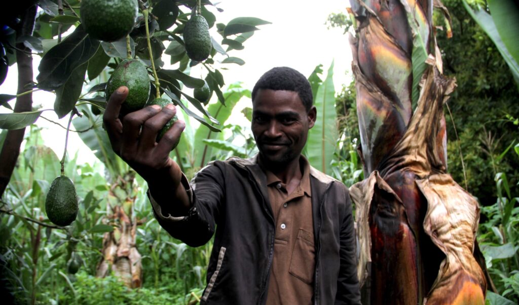 Green Gold; Navigating the European Journey of Ethiopia&#8217;s Organic Avocados