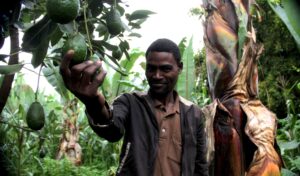 Green Gold; Navigating the European Journey of Ethiopia&#8217;s Organic Avocados